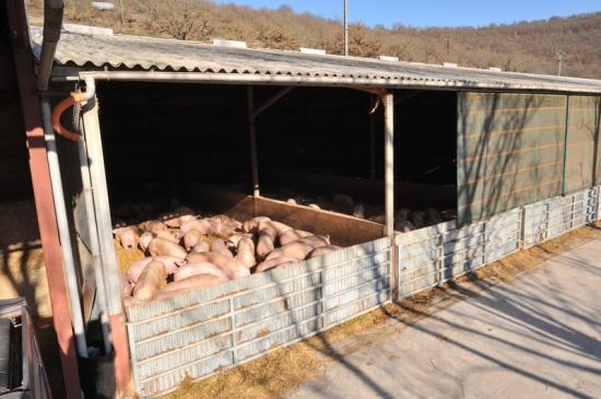 Bâtiment d'engraissement des porcs